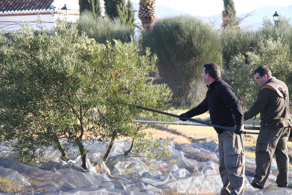 Cortijo Sabila Konuk evi Villanueva del Rosario Dış mekan fotoğraf